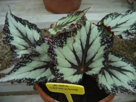 B. ‘Cathlyana’